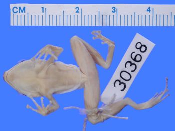 Media type: image; Herpetology A-30368